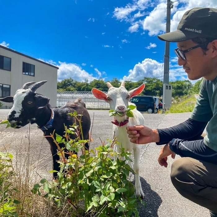 除草担当のヤギたち